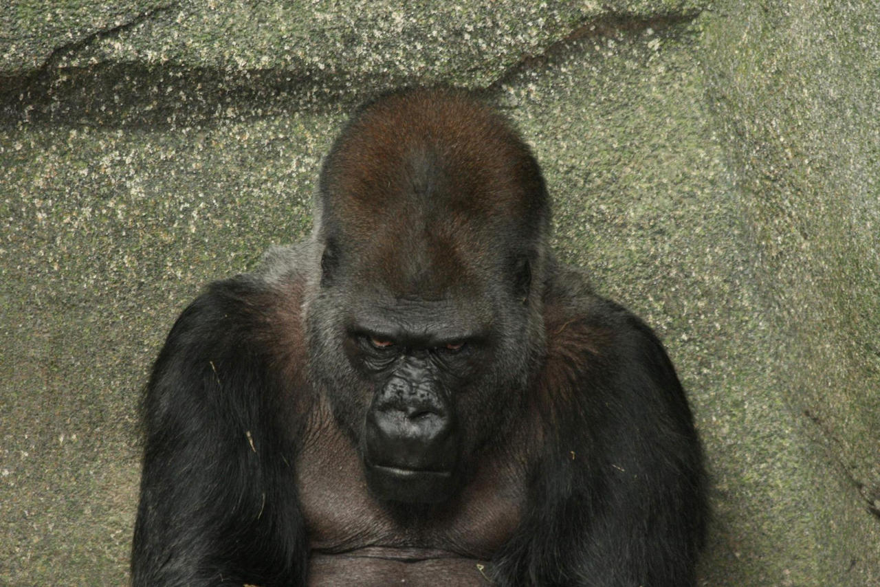 angry_gorilla_by_martyf81.jpg