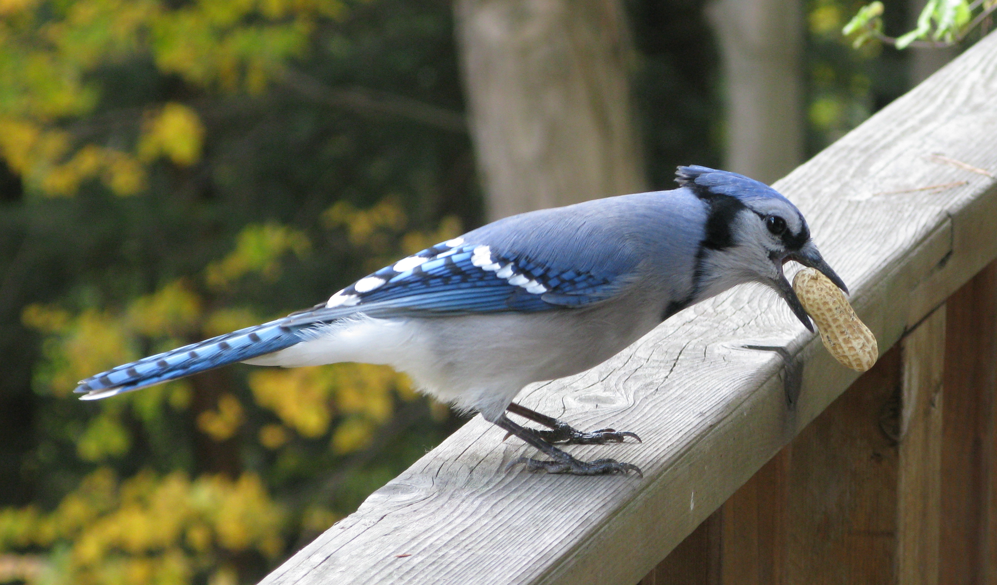 Blue_Jay_with_Peanut.jpg