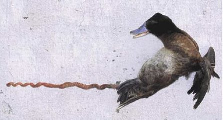 lake-duck.jpg